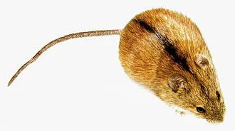 등줄쥐  ： **Striped field mouse**
